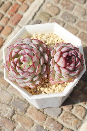 rZ,GPxA,GPxÃrZђʔ,GPxÃrZшĕ₵-Echeveria beyonce variegata,iɂƂ