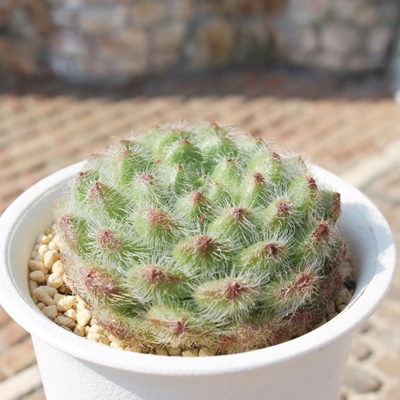 |EeAPC~bg,GPxA,GPxÃ|EeAPC~bgʔ,GPxÃ|EeAPC~bgĕ₵-Echeveria sp,iɂƂ