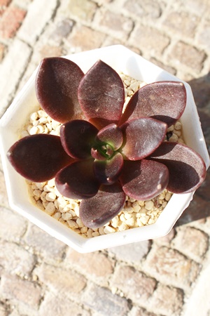v[^,GPxA,GPxÃv[^ʔ,GPxÃv[^ĕ₵-Echeveria preta,iɂƂ