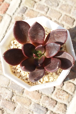 ubfBI,GPxA,GPxÃubfBIʔ,GPxÃubfBIĕ₵-Echeveria bloodyromeo,iɂƂ