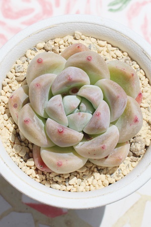 ق؂,GPxA,GPxÂق؂ʔ,GPxÂق؂ĕ₵-Echeveria hoppetyan,iɂƂ