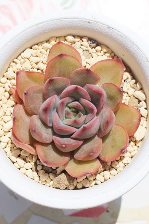 |V[x,GPxA,GPxÃ|V[xʔ,GPxÃ|V[xĕ₵-Echeveria pomsorbet,iɂƂ