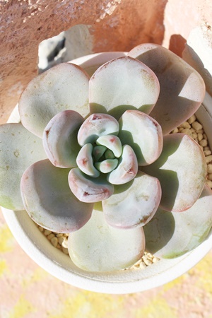 ڂ,GPxA,GPxÂڂʔ,GPxÂڂĕ₵-Echeveria botan,iɂƂ