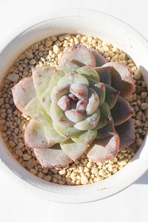 u[x[W,GPxA,GPxÃu[x[Wʔ,GPxÃu[x[Wĕ₵-Echeveria Blueberrygele,iɂƂ
