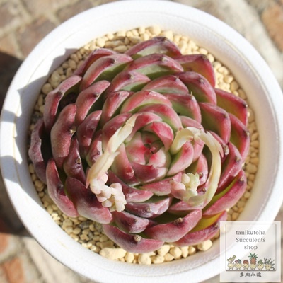 o^CLbX,GPxA,GPxÃo^CLbXʔ,GPxÃo^CLbXĕ₵-Echeveria Valentine kiss,iɂƂ