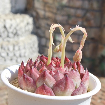 o^CLbX,GPxA,GPxÃo^CLbXʔ,GPxÃo^CLbXĕ₵-Echeveria Valentine kiss,iɂƂ