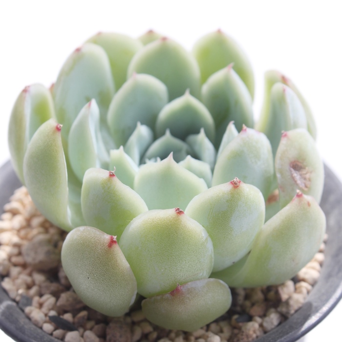 nI,nIʔ,nIgt,nIĕB₵,nIt,GPxA-Echeveria Hawolya