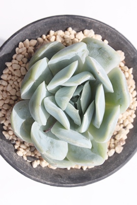 sNUS[T~`GVX,sNUS[T~`GVXʔ,sNUS[T~`GVXgt,sNUS[T~`GVXĕB₵,sNUS[T~`GVXt,GPxA-Echeveria Pink Zaragosae~chihuahuaensis