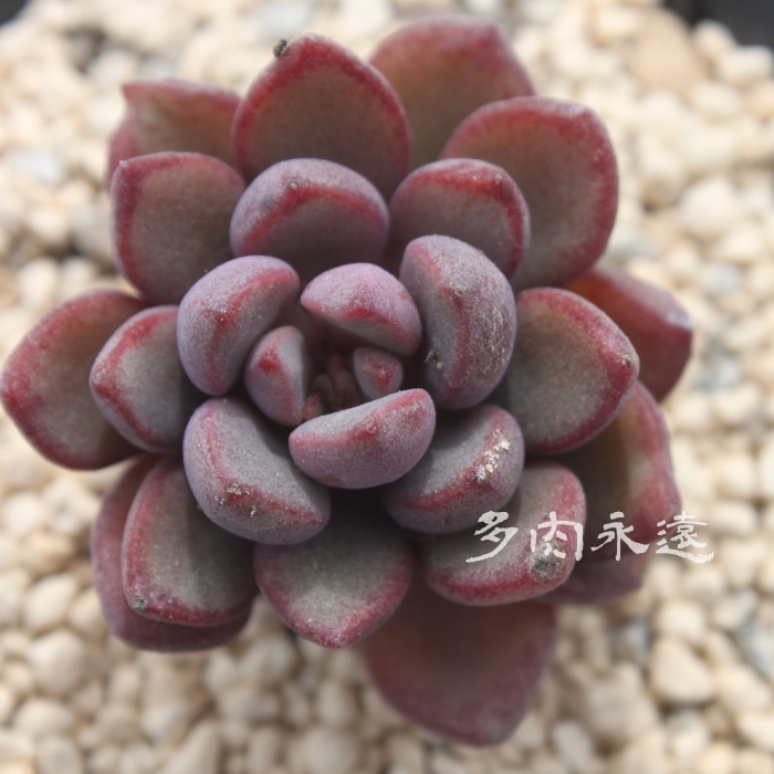 p[vh[,p[vh[ʔ,p[vh[gt,p[vh[ĕB₵,p[vh[t,GPxA-Echeveria Purple dream