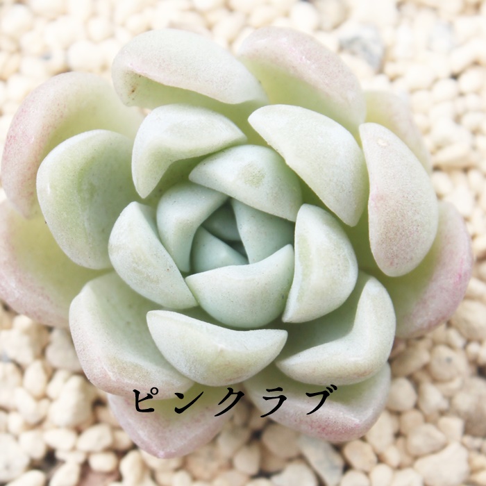 sNu,sNuʔ,sNugt,sNuĕB₵,sNut,GPxA-Echeveria Pink Love