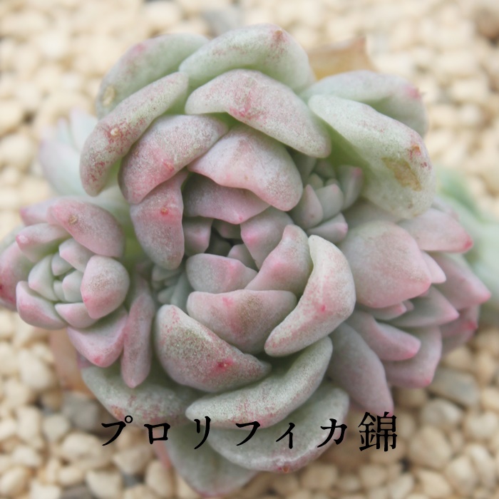 vtBJ,vtBJђʔ,vtBJэgt,vtBJшĕB₵,vtBJїt,GPxA-Echeveria prolifica f.variegata