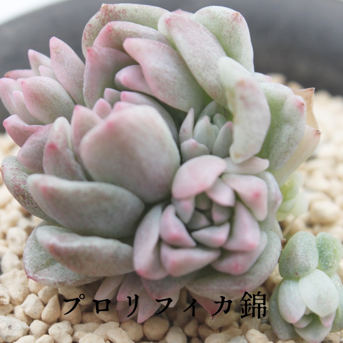 vtBJ,GPxA-Echeveria prolifica f.variegata