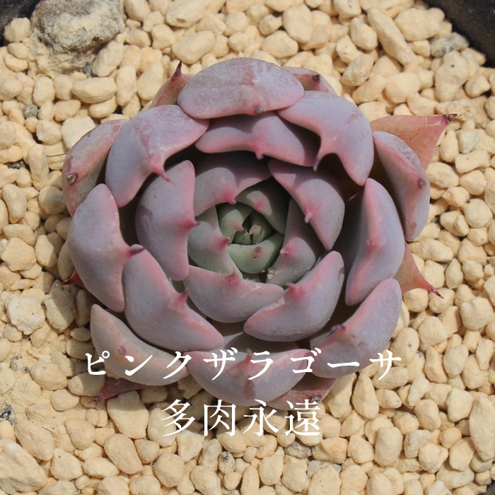 sNUS[T,sNUS[Tʔ,sNUS[Tgt,sNUS[TĕB₵,sNUS[Tt,GPxA-Echeveria Pink Zaragosae