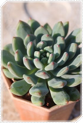 u[Gt,u[Gtʔ,u[Gtgt,u[GtĕB₵,u[Gtt,GPxA-Echeveria Blue Elf