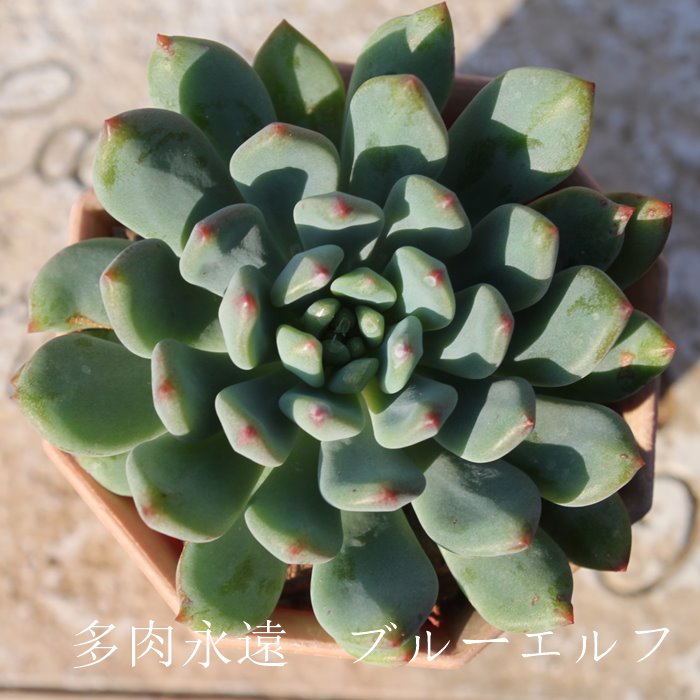 u[Gt,u[Gtʔ,u[Gtgt,u[GtĕB₵,u[Gtt,GPxA-Echeveria Blue Elf