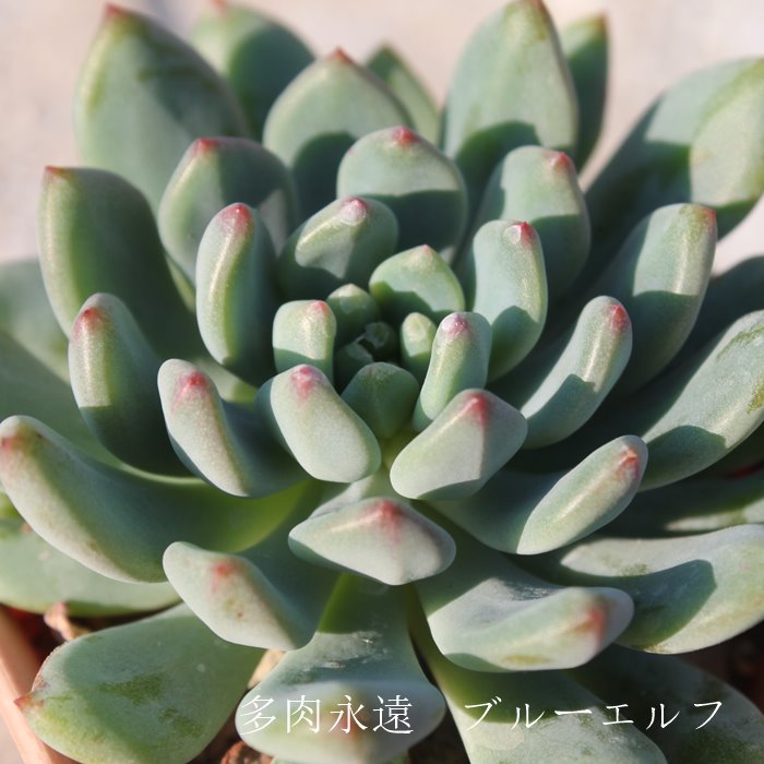 u[Gt,GPxA-Echeveria Blue Elf