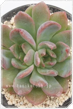 قՂ,قՂʔ,قՂgt,قՂĕB₵,قՂt,GPxA-Echeveria hoipple