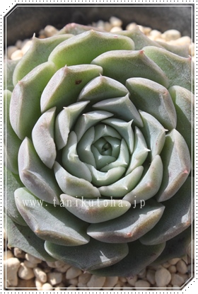 wi,wiʔ,wigt,wiĕB₵,wit,GPxA-Echeveria Helena