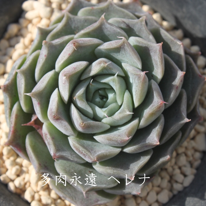 wi,wiʔ,wigt,wiĕB₵,wit,GPxA-Echeveria Helena