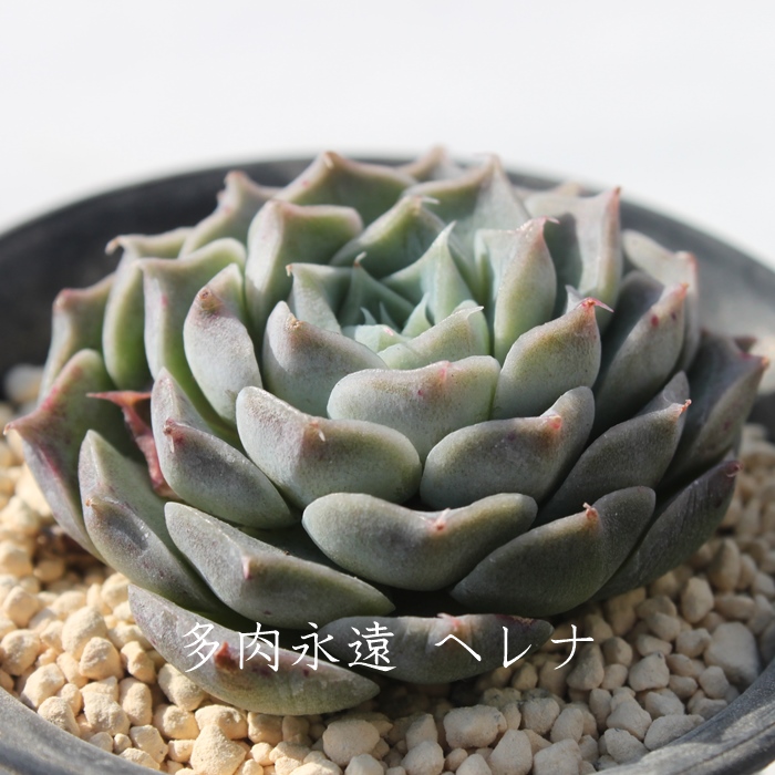 wi,GPxA-Echeveria Helena