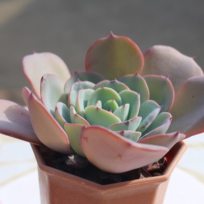 s[`AhN[,GPxA-Echeveria Peaches and Cream