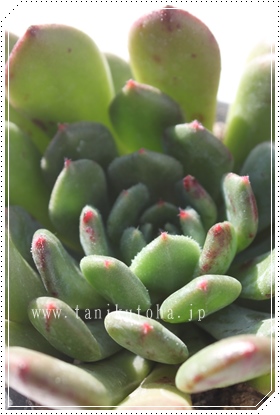 t@^WANA,t@^WANAʔ,t@^WANAgt,t@^WANAĕB₵,t@^WANAt,GPxA-Echeveria fantasia clear