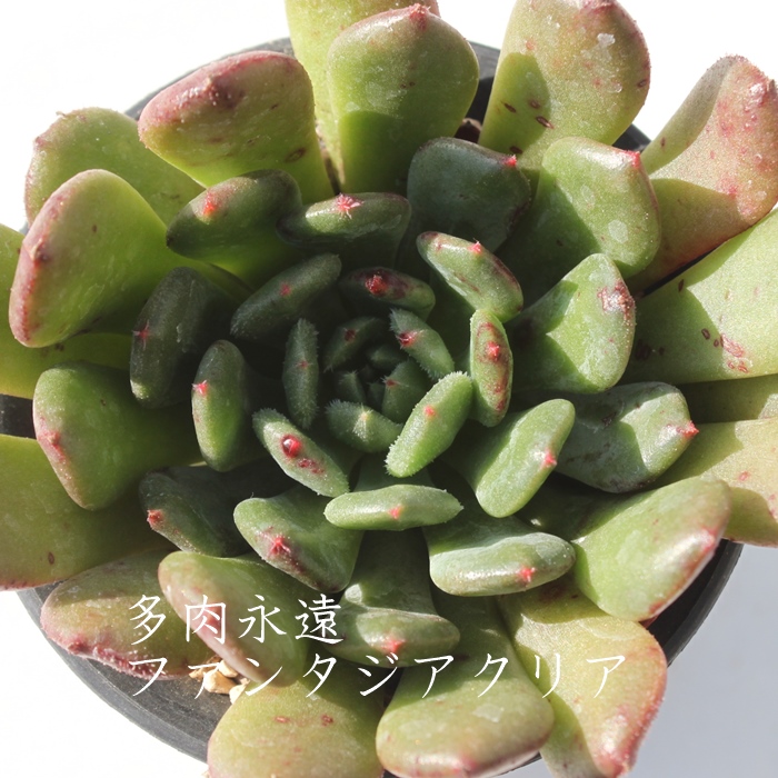 t@^WANA,t@^WANAʔ,t@^WANAgt,t@^WANAĕB₵,t@^WANAt,GPxA-Echeveria fantasia clear