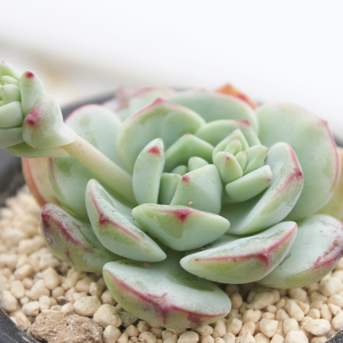 ojrY,GPxA-Echeveria Banirabis