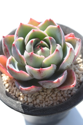 w,wʔ,wgt,wĕB₵,wt,GPxA-Echeveria Hera