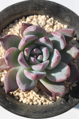 ubNToX,ubNToXʔ,ubNToXgt,ubNToXĕB₵,ubNToXt,GPxA-Echeveria Black Sabbath