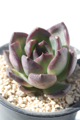 ubN[Y,ubN[Yʔ,ubN[Ygt,ubN[YĕB₵,ubN[Yt,GPxA-Echeveria Black Rose 