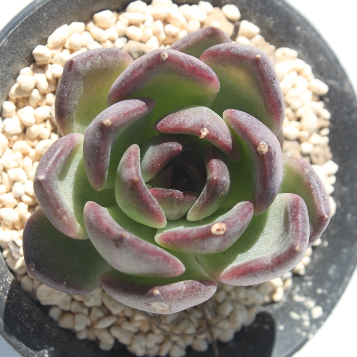 ubN[Y,ubN[Yʔ,ubN[Ygt,ubN[YĕB₵,ubN[Yt,GPxA-Echeveria Blck Rose