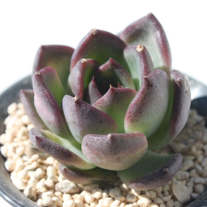 ubN[Y,GPxA-Echeveria Blck Rose