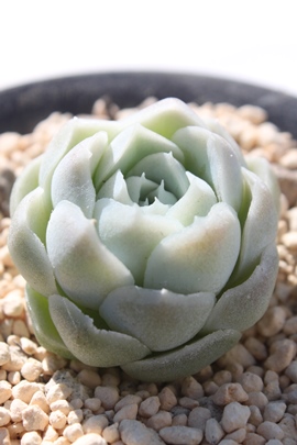 q[~X,q[~Xʔ,q[~Xgt,q[~XĕB₵,q[~Xt,GPxA-Echeveria Hughmillus