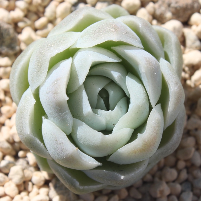 q[~X,q[~Xʔ,q[~Xgt,q[~XĕB₵,q[~Xt,GPxA-Echeveria Hughmillus