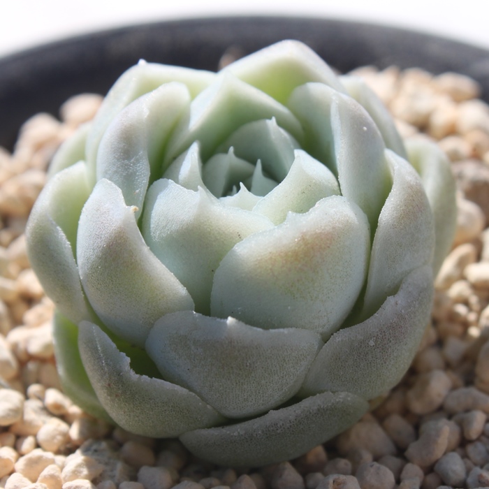 q[~X,GPxA-Echeveria Hughmillus