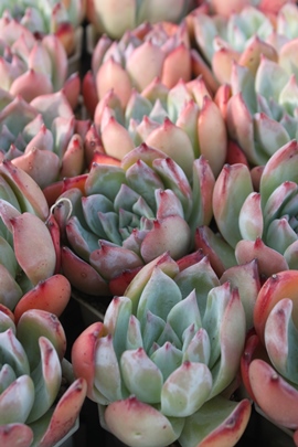 ueB[~R[^,ueB[~R[^ʔ,ueB[~R[^gt,ueB[~R[^ĕB₵,ueB[~R[^t,GPxA-Echeveria Brenty~colorata