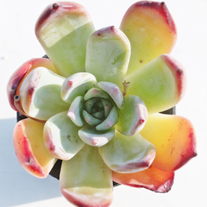 ueB~R[^,ueB~R[^ʔ,ueB~R[^gt,ueB~R[^ĕB₵,ueB~R[^t,GPxA-Echeveria Brenty~colorata