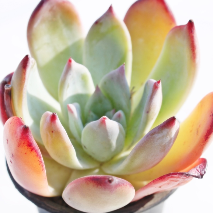 ueB~R[^,GPxA-Echeveria Brenty~colorata