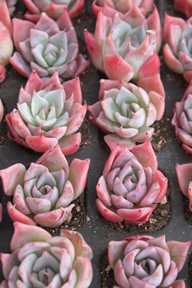 sNUS[T~`GVX,sNUS[T~`GVXʔ,sNUS[T~`GVXgt,sNUS[T~`GVXĕB₵,sNUS[T~`GVXt,GPxA-Echeveria Pink Zaragosae~chihuahuaensis