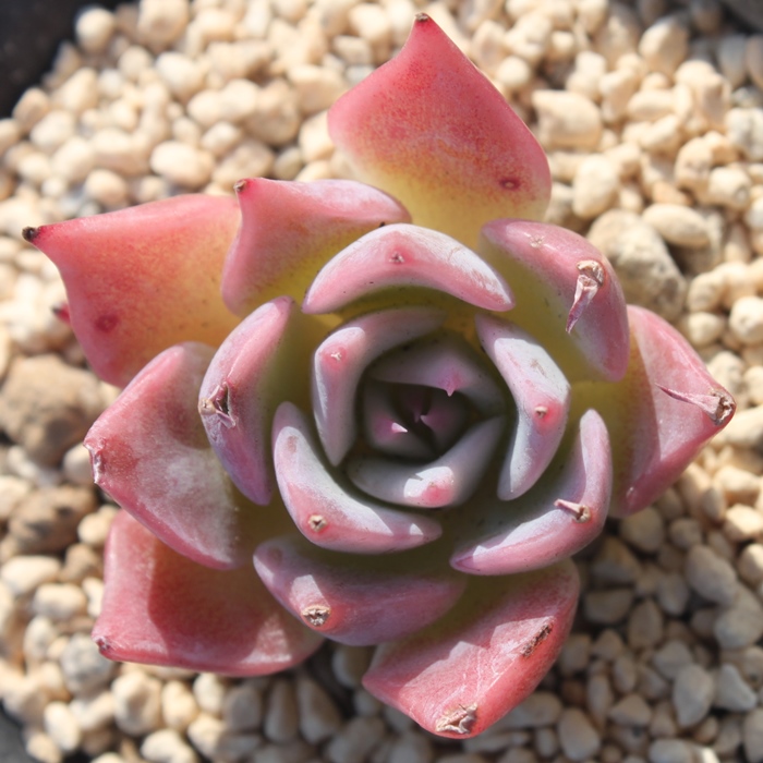 sNUS[T~`GVX,sNUS[T~`GVXʔ,sNUS[T~`GVXgt,sNUS[T~`GVXĕB₵,sNUS[T~`GVXt,GPxA-Echeveria Pink Zaragosae~chihuahuaensis