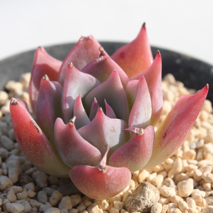 sNUS[T~`GVX,GPxA-Echeveria Pink Zaragosae~chihuahuaensis