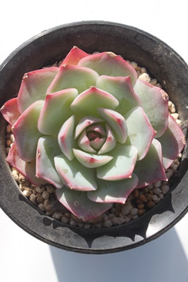 sN`bvX,sN`bvXʔ,sN`bvXgt,sN`bvXĕB₵,sN`bvXt,GPxA-Echeveria Pink sky