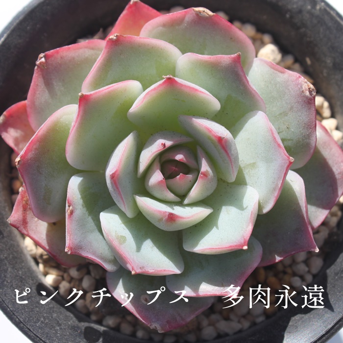 sN`bvX,sN`bvXʔ,sN`bvXgt,sN`bvXĕB₵,sN`bvXt,GPxA-Echeveria Pink Chips