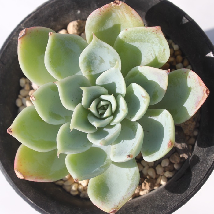 pW[,pW[ʔ,pW[gt,pW[ĕB₵,pW[t,GPxA-Echeveria Pansy