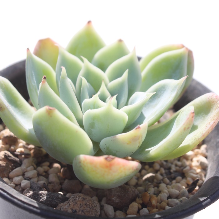 pW[,GPxA-Echeveria Pansy