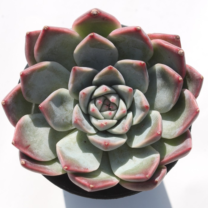 rOT,rOTʔ,rOTgt,rOTĕB₵,rOTt,GPxA-Echeveria Big Sun