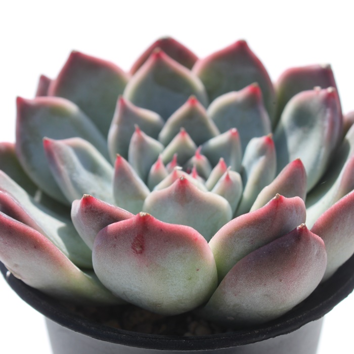 rOT,GPxA-Echeveria Big Sun