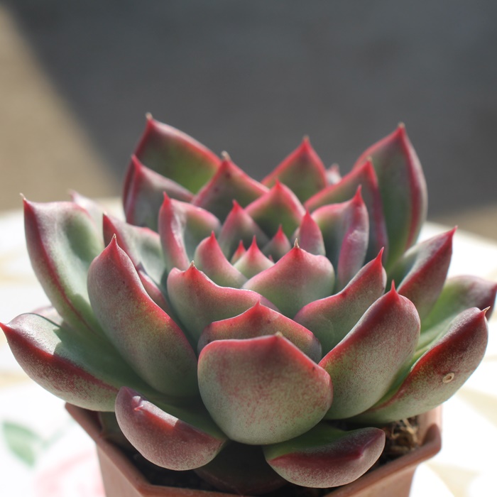 プロディティー,エケベリア属-Echeveria Prodity
