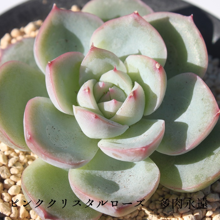 sNNX^[Y,GPxA-Echeveria Pink Crystal Rose